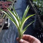 Guzmania lingulata "minor" variegata