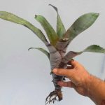 Billbergia Muriel Waterman