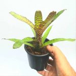 Neoregelia Tiger Cub