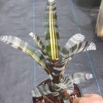 Aechmea chantini "Roberto Menescal"