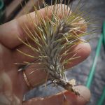 Tillandsia funckiana "recurvifolia"