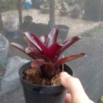 Neoregelia fireball x Bob Work