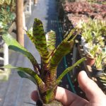 Neoregelia punctatissima "João Márcio"