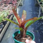 Neoregelia rubrifolia