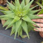 Goudaea ospinae variedade "ospinae"