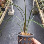 Neoregelia wilsoniana