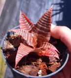 Cryptanthus "Elaine"