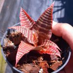 Cryptanthus "Elaine"