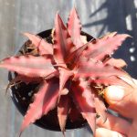Cryptanthus bivittatus "Rubí"