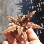 Cryptanthus bivittatus