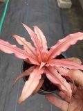 Cryptanthus "Arlety"