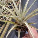 Tillandsia Maya Gold