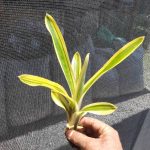 Aechmea nudicaulis "flavo-marginata"