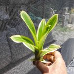 Aechmea nudicaulis albo-marginata "Praia Mole"