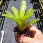 Neoregelia fireball "verde"