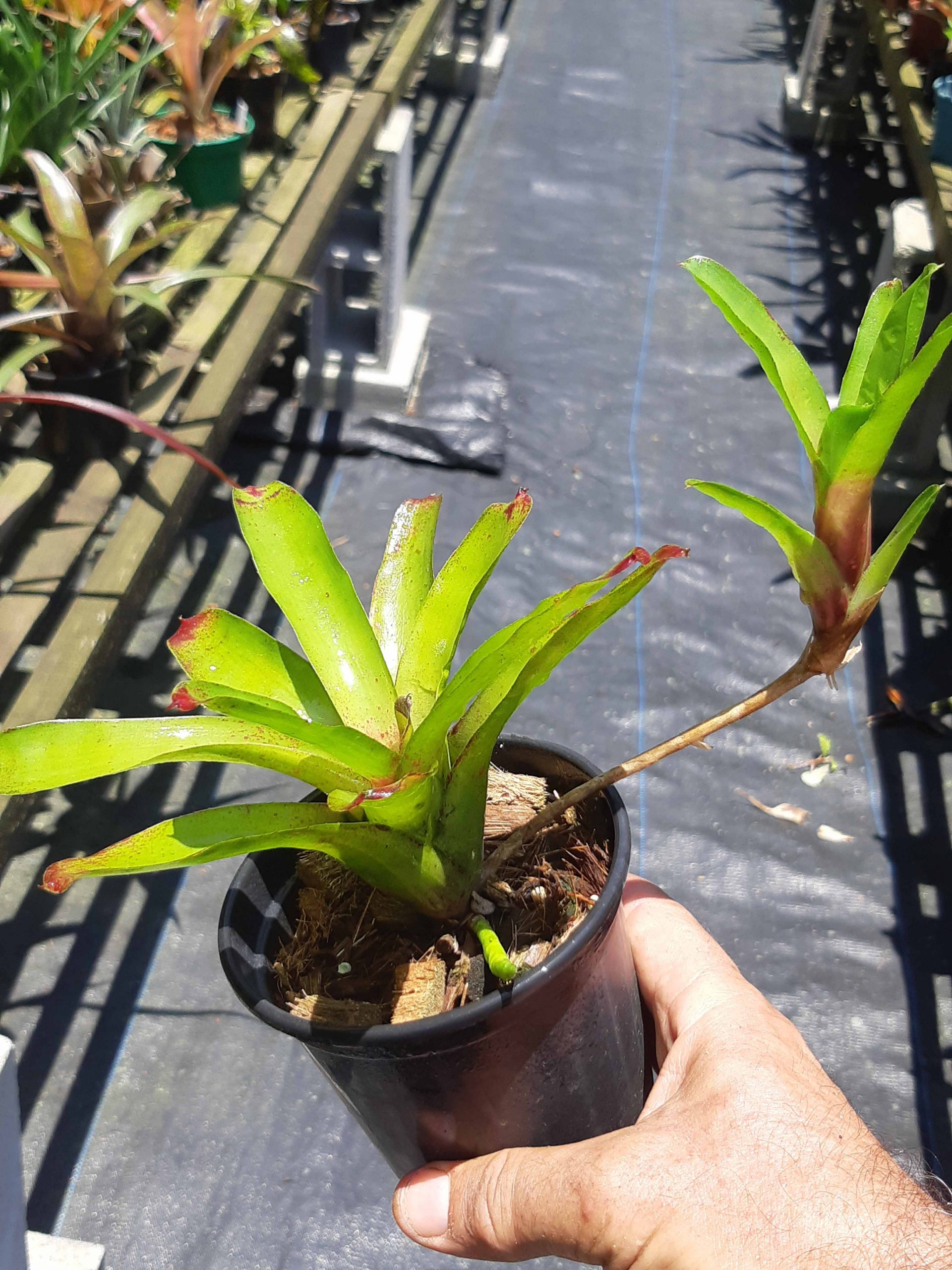 Neoregelia fireball “verde” – Cultiflora
