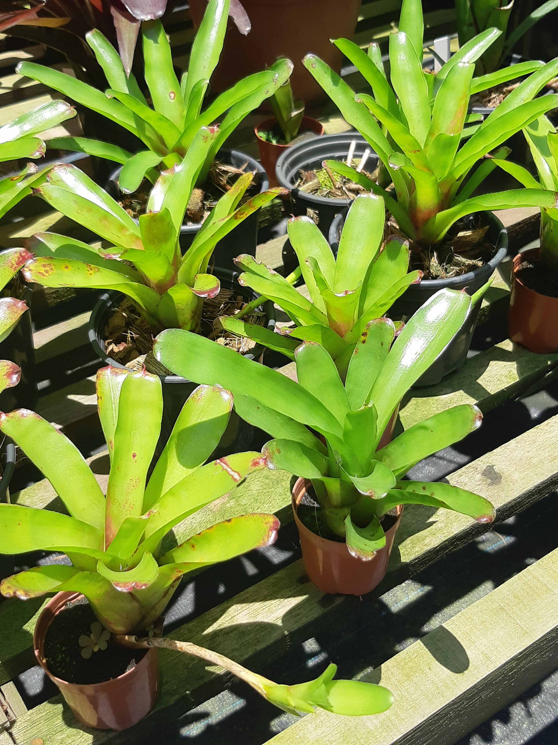 Neoregelia fireball “verde” – Cultiflora