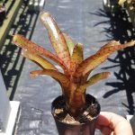 Neoregelia ampullacea "especial"