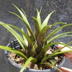 Aechmea recurvata ´Benrathii´