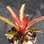 Neoregelia fireball "estriata"