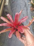 Neoregelia fireball albo-marginata