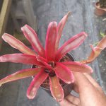 Neoregelia fireball albo-marginata