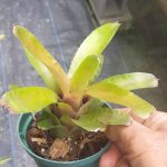 Neoregelia hoehneana