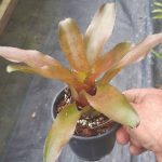 Neoregelia Sabotage