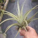 Tillandsia capitata "peach"