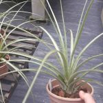 Tillandsia smalliana