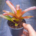 Neoregelia fireball