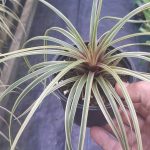 Wallisia cyanea albo-marginata