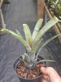 Neoregelia pauciflora