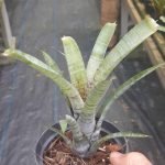 Neoregelia pauciflora