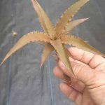 Cryptanthus warren-loosei