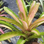 Neoregelia Martin