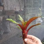 Aechmea victoriana