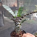 Aechmea chantinii "Black"