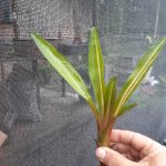 Aechmea victoriana variegata