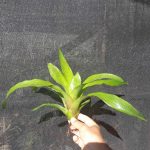 Neoregelia Tossed Salad