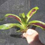 Neoregelia Painted Delight