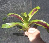 Neoregelia Painted Delight