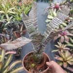 Hohenbergia correia-araujoi