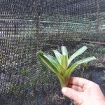 Vriesea rodigasiana variegata