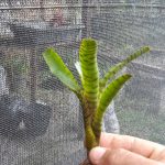 Neoregelia ampullacea