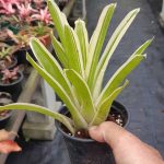 Aechmea gamosepala variegata