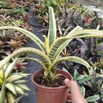 Aechmea chantinii "Shogun"