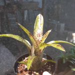 Neoregelia Shamrock