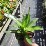 Neoregelia Chilli Verde
