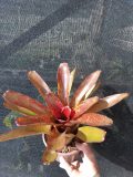 Neoregelia Paquita